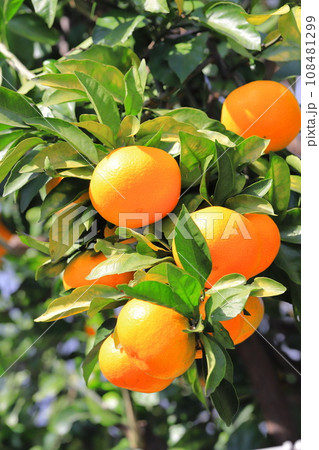 収穫期を迎えたおいしそうなみかん 収穫期を迎えたおいしそうなみかん 108481299
