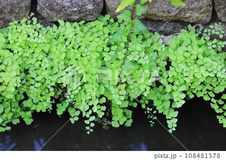 水辺の蓬莱羊歯(ホウライシダ) 水辺の蓬莱羊歯(ホウライシダ) 108481578