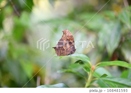 秋のクロコノマチョウ(黒木間蝶) 秋のクロコノマチョウ(黒木間蝶) 108481593