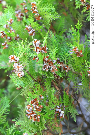 児の手柏（コノテガシワ）の実と種 108481677