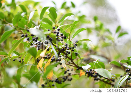 サカキ（榊）の果実 108481763