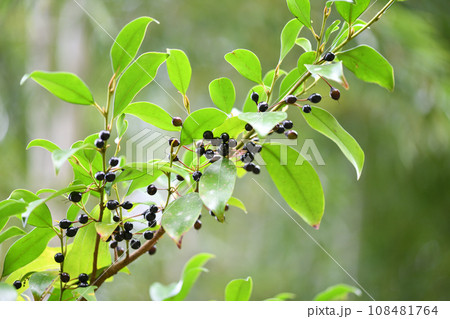 サカキ（榊）の果実 108481764