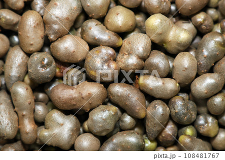 秋の珍味、里のおいしい楽しみ、収穫した山芋の子供ムカゴたちのアップ 108481767