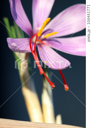 ハーブのサフランの薄紫色の花アップ（マクロレンズ使用・黒背景・自然光写真） 108481771