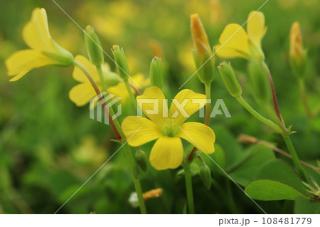 カタバミ 108481779