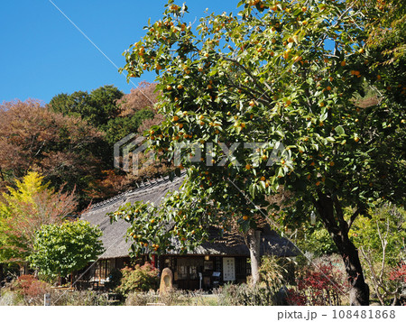 (山梨県)秋の西湖いやしの里・根場(ねんば) (山梨県)秋の西湖いやしの里・根場(ねんば) 108481868