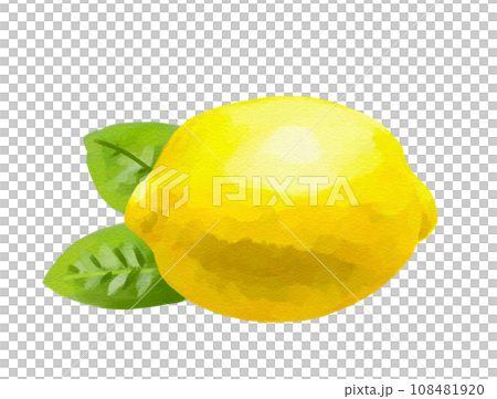 Lemon illustration handwritten oil painting style Lemon illustration handwritten oil painting style 108481920