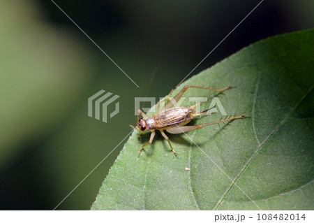 美しい鳴き声で有名なコオロギの中「クサヒバリ」のメス（マクロレンズ使用・ストロボ＋自然光・接写写真） 108482014
