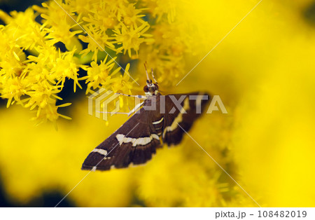 鮮やかな黄花セイタカアワダチソウを背景にシロオビノメイガ(マクロ接写画像) 鮮やかな黄花セイタカアワダチソウを背景にシロオビノメイガ(マクロ接写画像) 108482019