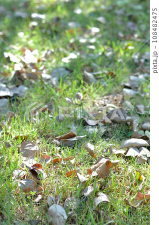 枯れ葉散る 枯れ葉散る 108482475