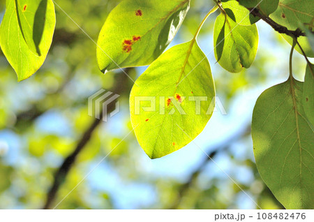 秋のなんじゃもんじゃの葉 108482476