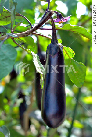 秋ナス 108482477