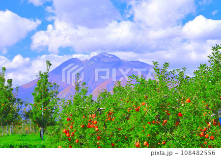 新雪の岩木山とたわわに実る赤い林檎 108482556