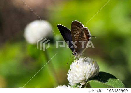 ひげのような尾羽がかわいいウラナミシジミ蝶が白色のセンニチコウノ花から吸蜜（自然光＋マクロ撮影） 108482900