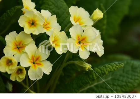 庭のプリムラの花 108483037