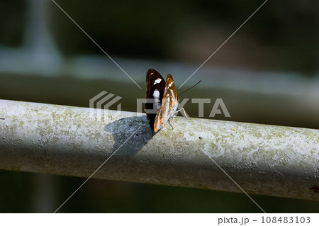 蝶 チョウ 蝴蝶 108483103