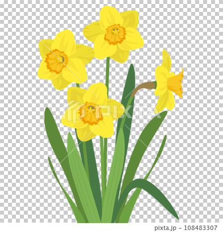 黄色い水仙のイラスト 黄色い水仙のイラスト 108483307