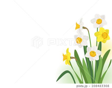 水仙のフレーム 水仙のフレーム 108483308