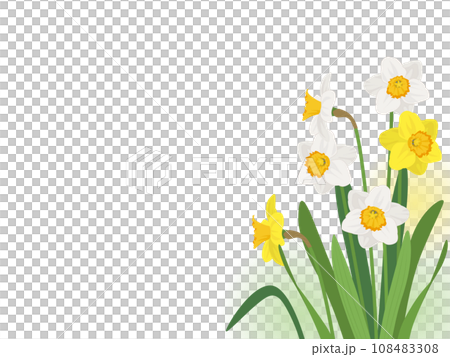 水仙のフレーム 水仙のフレーム 108483308