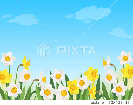 青空と水仙の背景 108483431