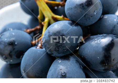 ぶどう(ナガノパープル)のアップ。皮ごと食べられる種なしぶどう。 ぶどう(ナガノパープル)のアップ。皮ごと食べられる種なしぶどう。 108483742