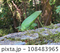 キリギリス 108483965