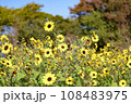 青空に向かって咲くひまわり 108483975