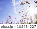 Autumn, Cosmos 108484227