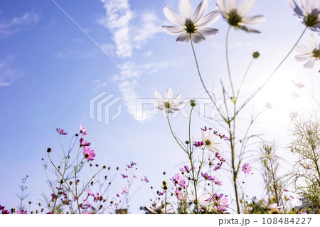 Autumn, Cosmos 108484227