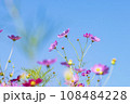 Autumn, Cosmos 108484228