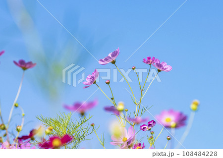 Autumn, Cosmos 108484228