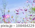 Autumn, Cosmos 108484229