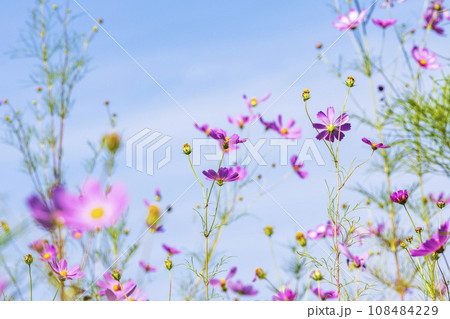 Autumn, Cosmos 108484229