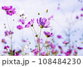 Autumn, Cosmos 108484230
