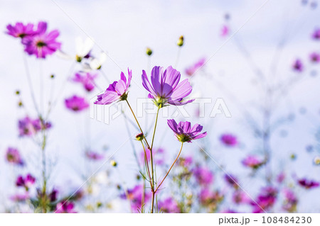 Autumn, Cosmos 108484230