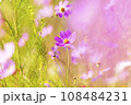 Autumn, Cosmos 108484231