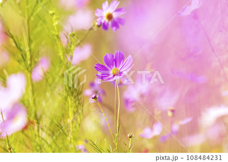Autumn, Cosmos 108484231