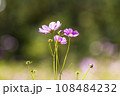 Autumn, Cosmos 108484232