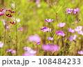 Autumn, Cosmos 108484233