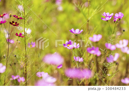 Autumn, Cosmos 108484233