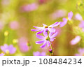 Autumn, Cosmos 108484234