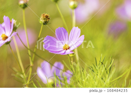 Autumn, Cosmos 108484235