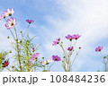 Autumn, Cosmos 108484236