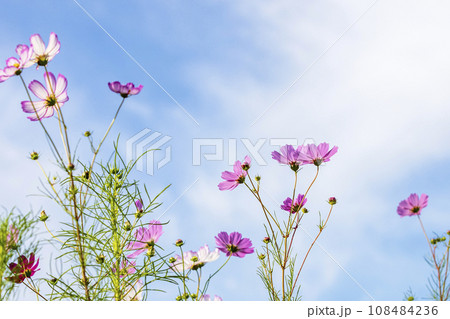 Autumn, Cosmos 108484236