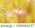 Autumn, Cosmos 108484237