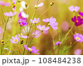Autumn, Cosmos 108484238