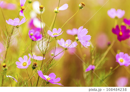 Autumn, Cosmos 108484238