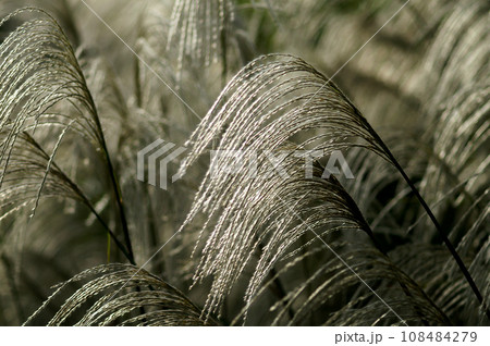 薄(すすき) 薄(すすき) 108484279