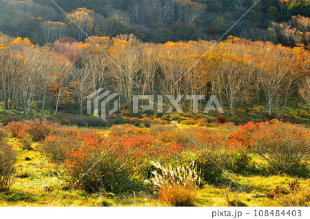 紅葉の新坂平 赤城山 紅葉の新坂平 赤城山 108484403