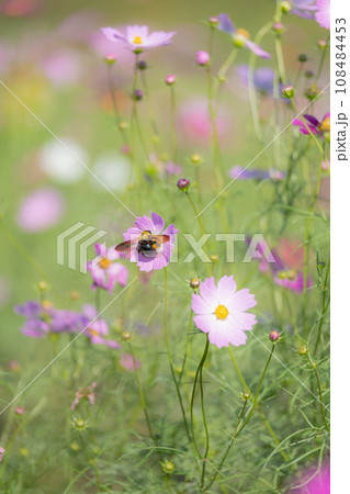 ピンク色のコスモス畑とクマバチ ピンク色のコスモス畑とクマバチ 108484453